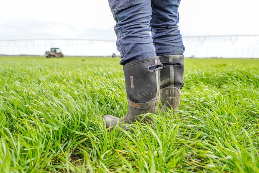 Rubber boots standing in young green wheat paddock near irrigation infrastructure  
