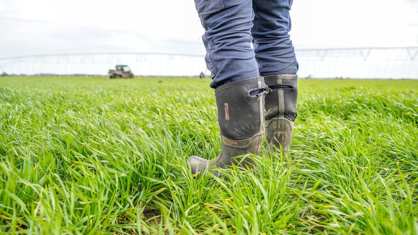 Gum boots standing in young green wheat paddock near irrigation infrastructure  