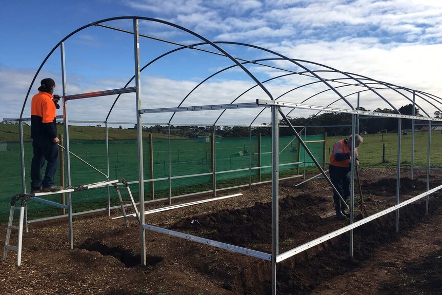 Two men working on frame of a greenhouse in paddock.