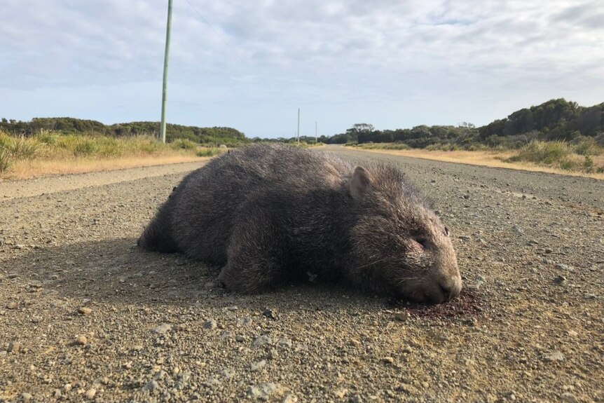 A dead wombat that has been hit by a vehicle lying on the side of a road