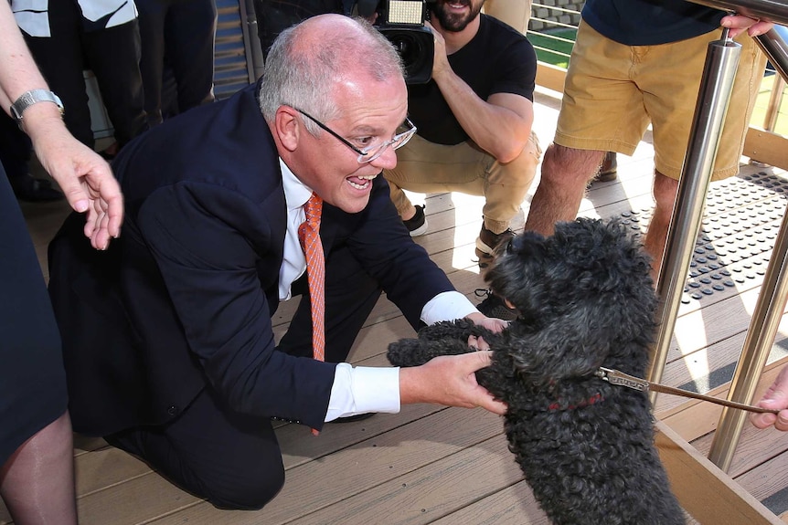 Scott Morrison bends down, smiling, to pat a dog standing on its hind legs. The dog appears to be some kind of oodle.