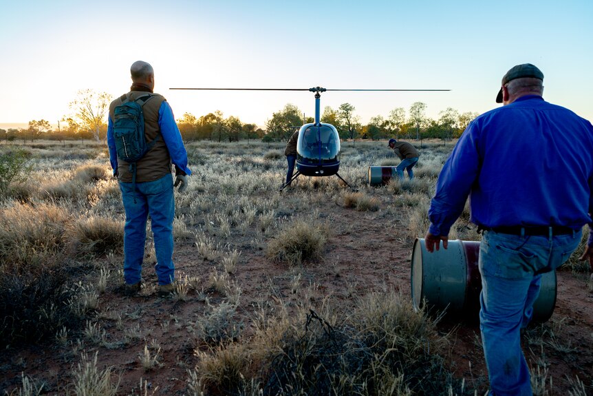 Three men are wheeling steel barrels of fuel towards a helicopter, that is parked in a paddock as the sun rises.