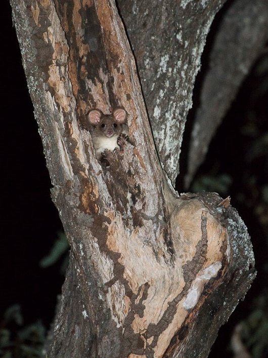 A small marsupial almost camouflaged in a tree.