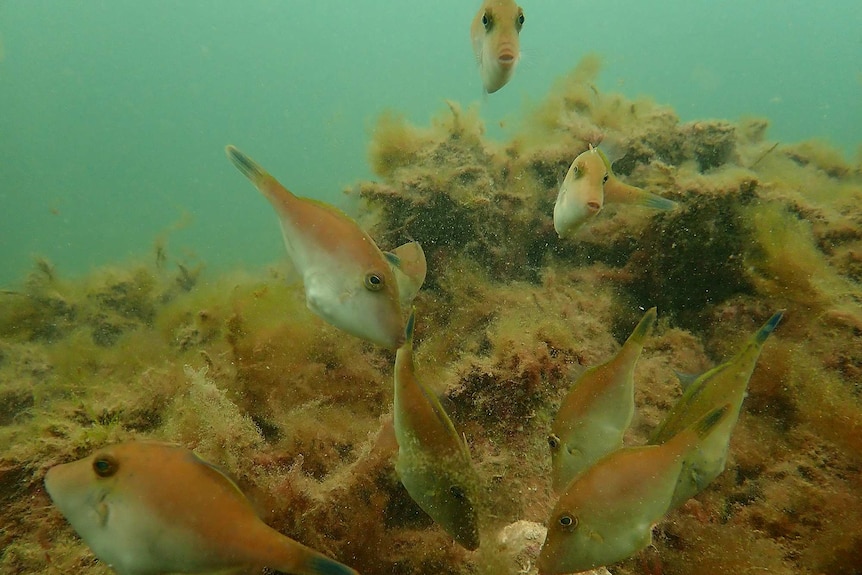 Fish swim above algae and seaweed on a rocky outcrop.