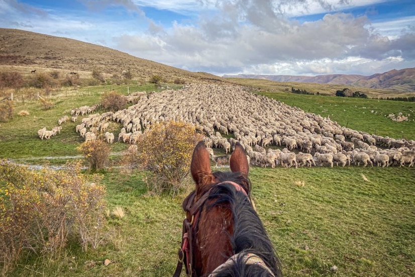 A horse's head looking over a flock of sheep, rolling hills, clouds float in the sky.