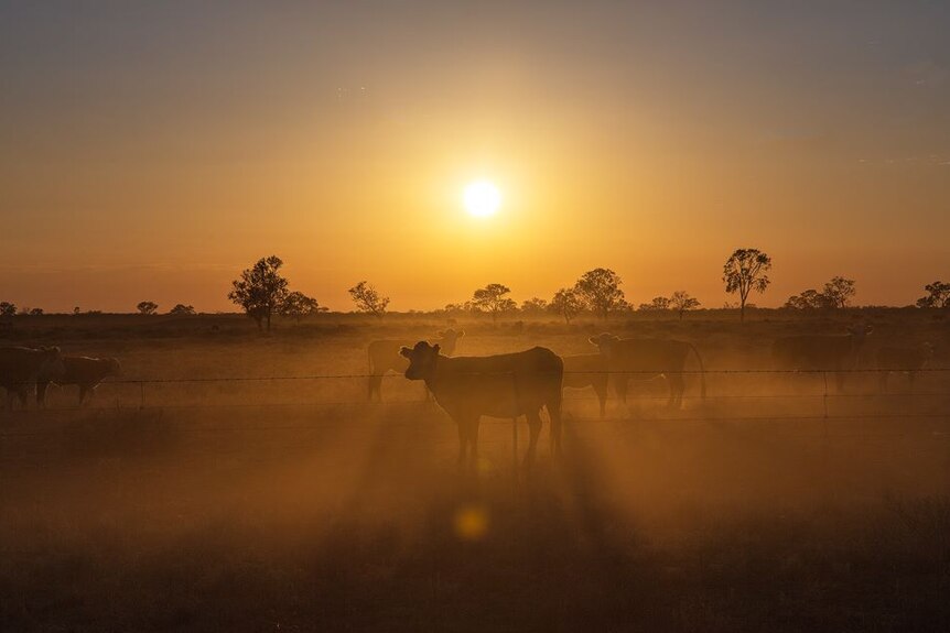 Orange sunset over a dusty paddock with cattle in it