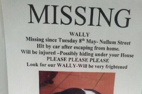 A missing dog poster with a photo of a a black and white Staffordshire Terrier and contact details