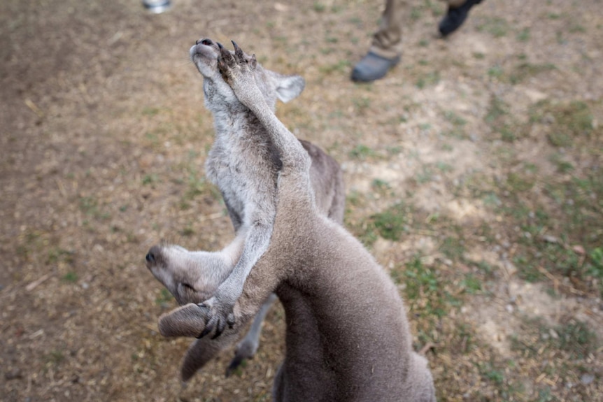 Two roos clasp each other's heads in a classic boxing stance.