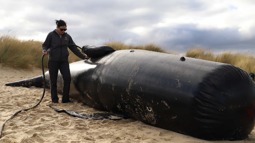 Women puts hose into the top of Mark the inflatable whale