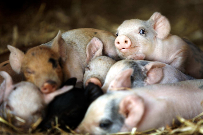 Baby piglets sleeping in a pile.