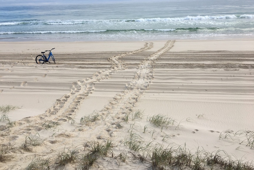 Adult sea turtle tracks from the dunes to the sea.