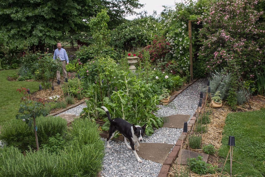 A man and a dog walking through a garden