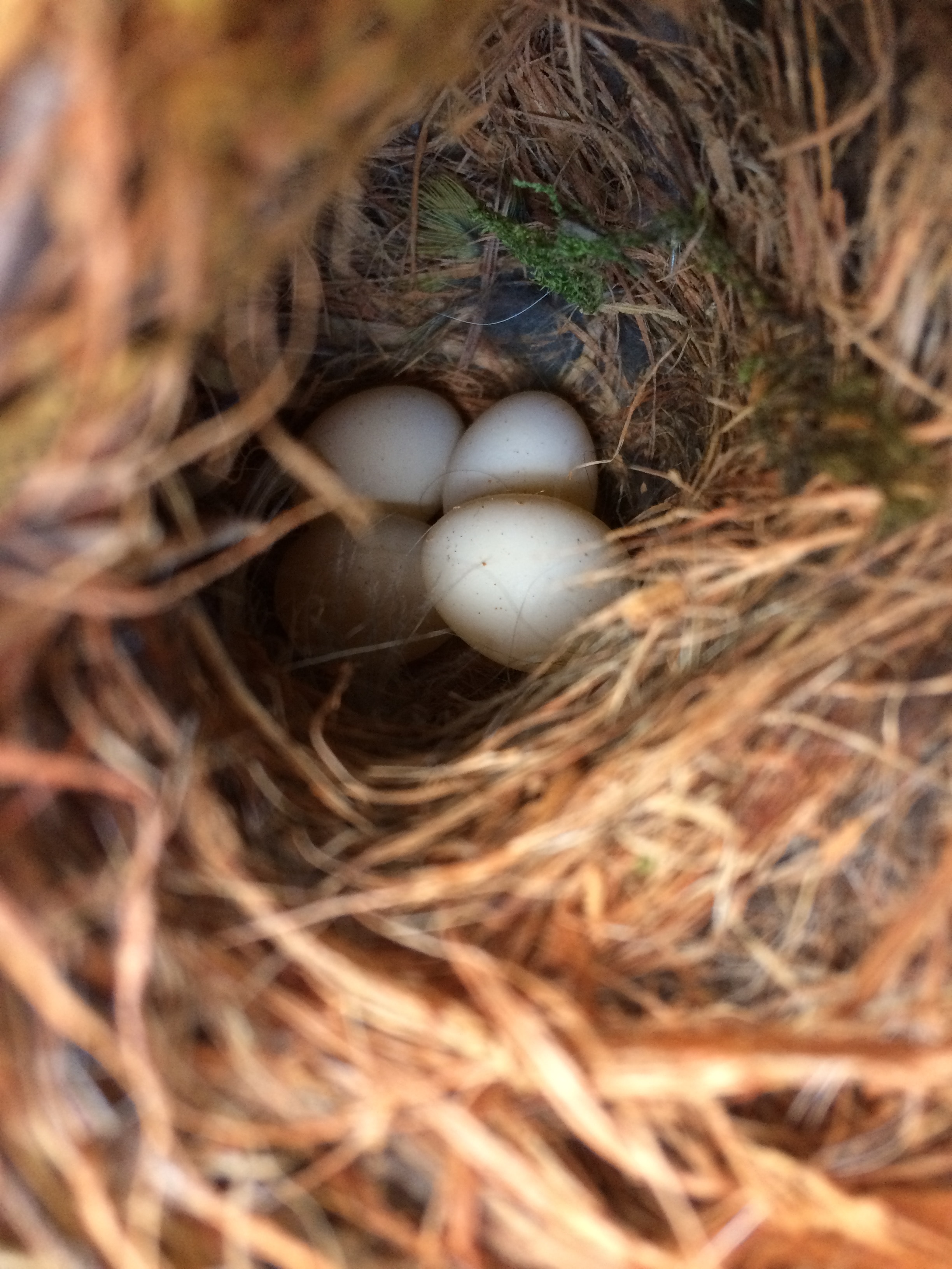 Cuarenta huevos de pardalote manchados en un nido.