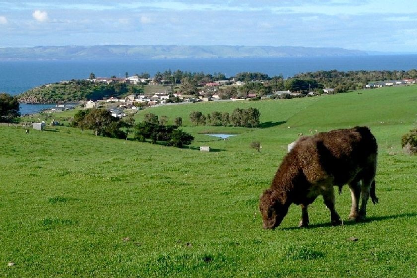 A cow in a paddock