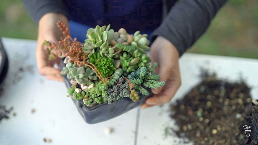Person holding a square pot filled with a range of succulent plants.