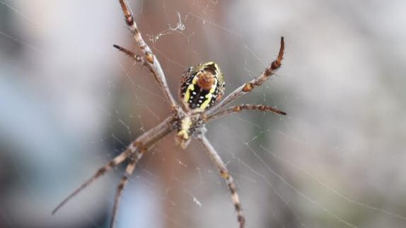 St Andrews Cross Spider