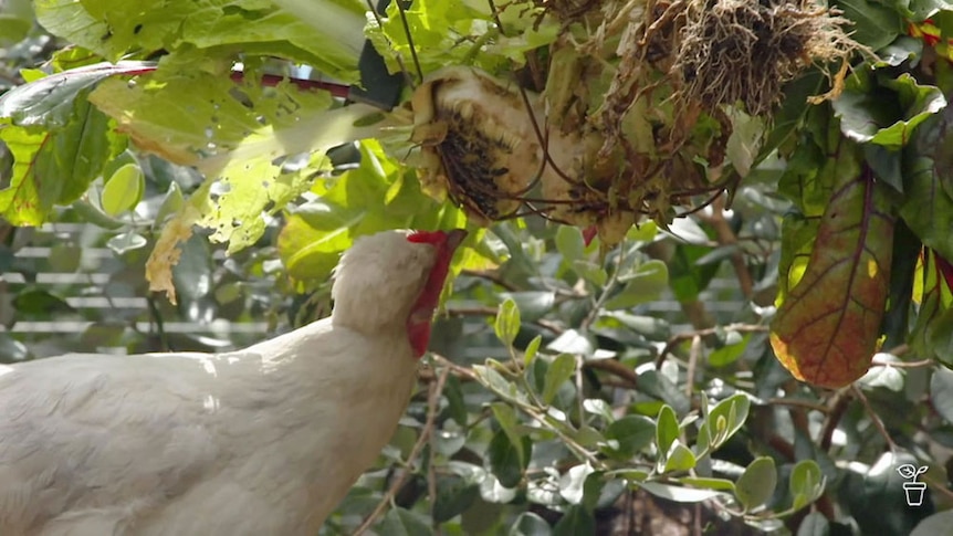 A chicken eating greens through a hanging metal basket.