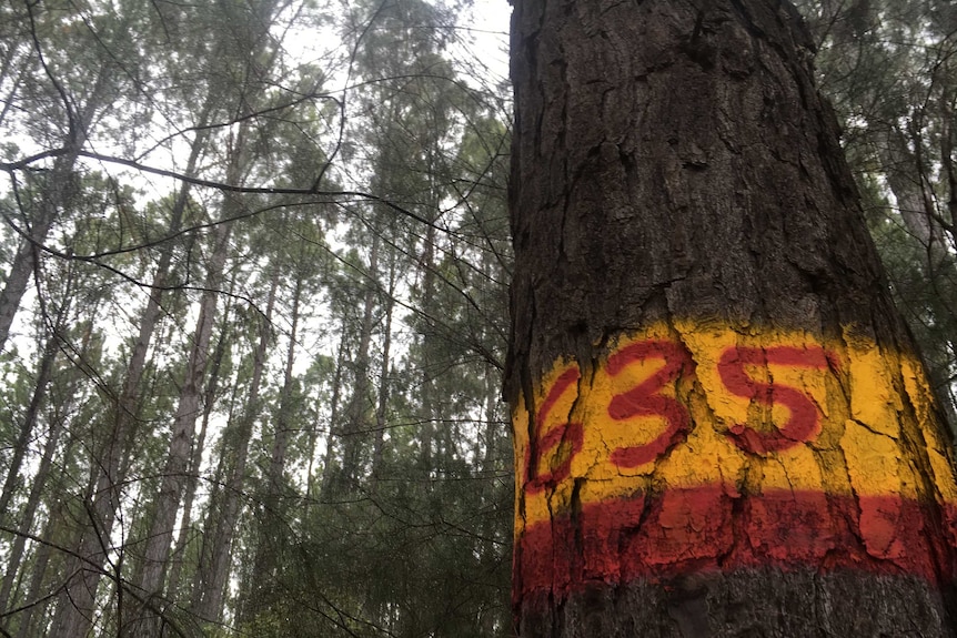 A large pine in a forest of timber at Toolara, east of Gympie