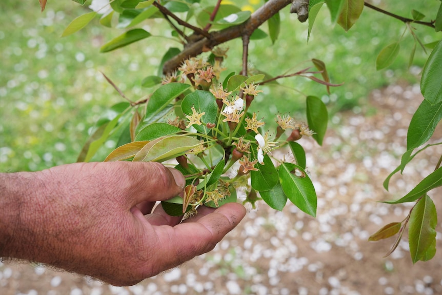 Pear blossoms