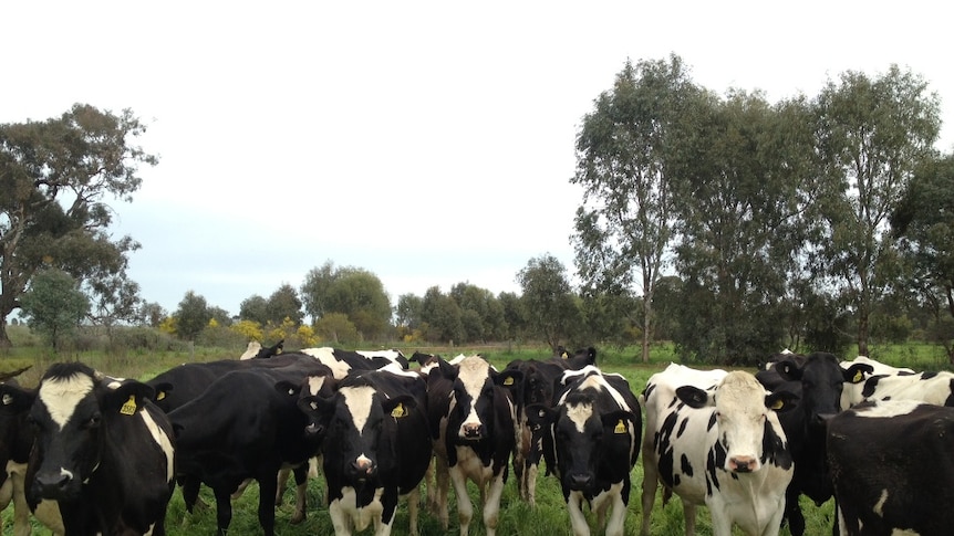 Dairy cows grazing paddocks in Australia.