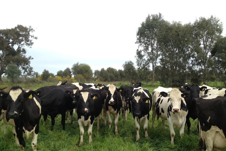 China is Australia's second largest market for dairy exports and the market is expanding rapidly with exports worth $347 million in 2014