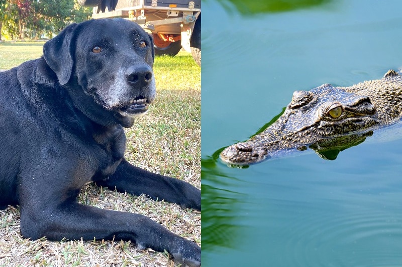 Composite picture of a black labrador next to a saltwater crocodile