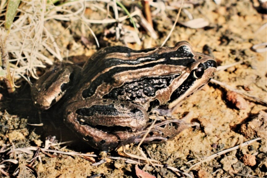 A tan and black striped frog.