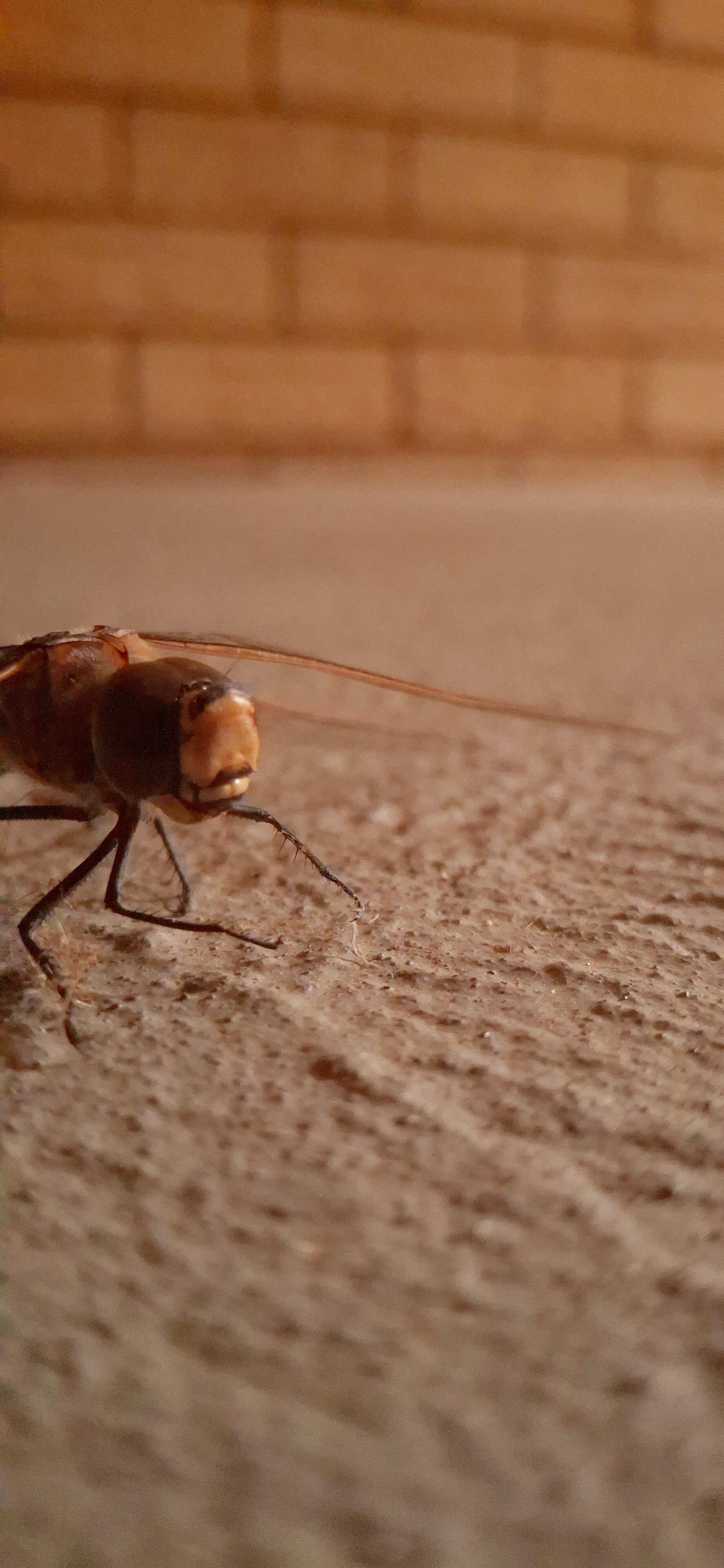 Close-up of a dragonfly head and legs and two wings in dim light.