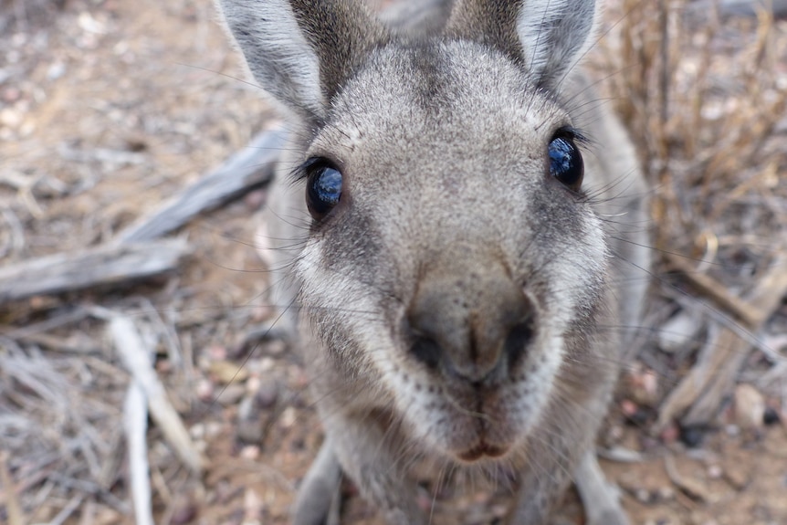 A grey, brown and white wallaby looks upwards toward the camera