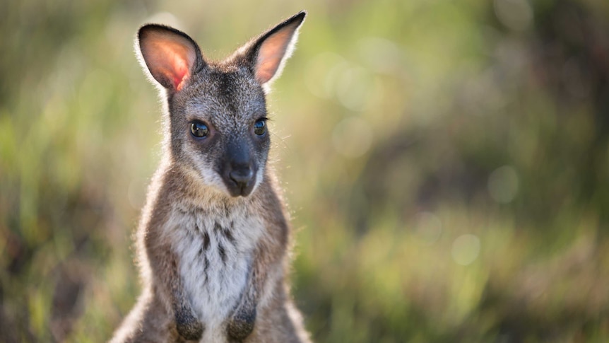 A close-up of a kangaroo joey, with green grass in the background.