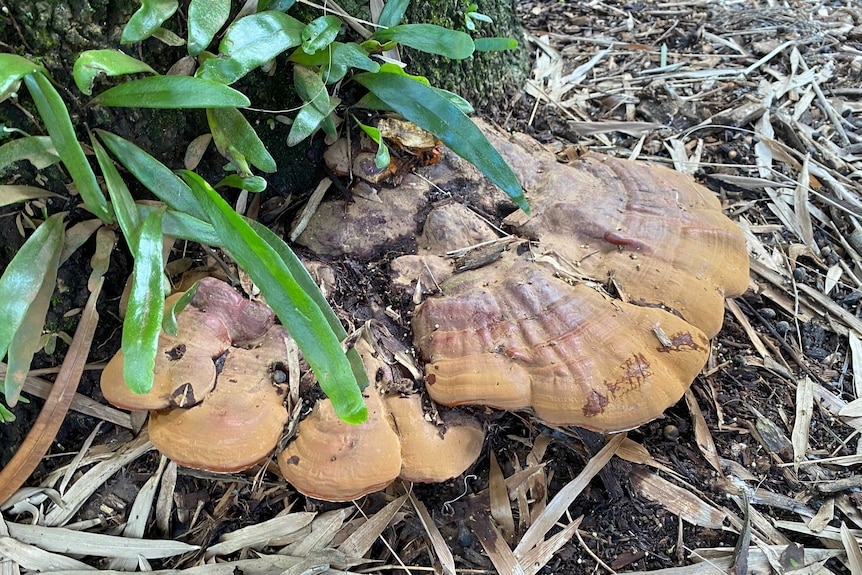 A brown plate-like fungi grows from the base of a palm tree.