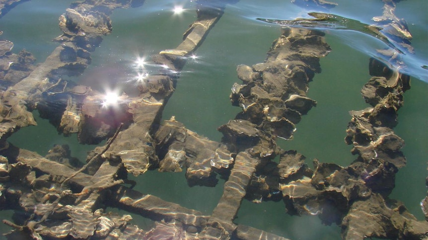 Port Stephens oyster growers meet to discuss storm recovery