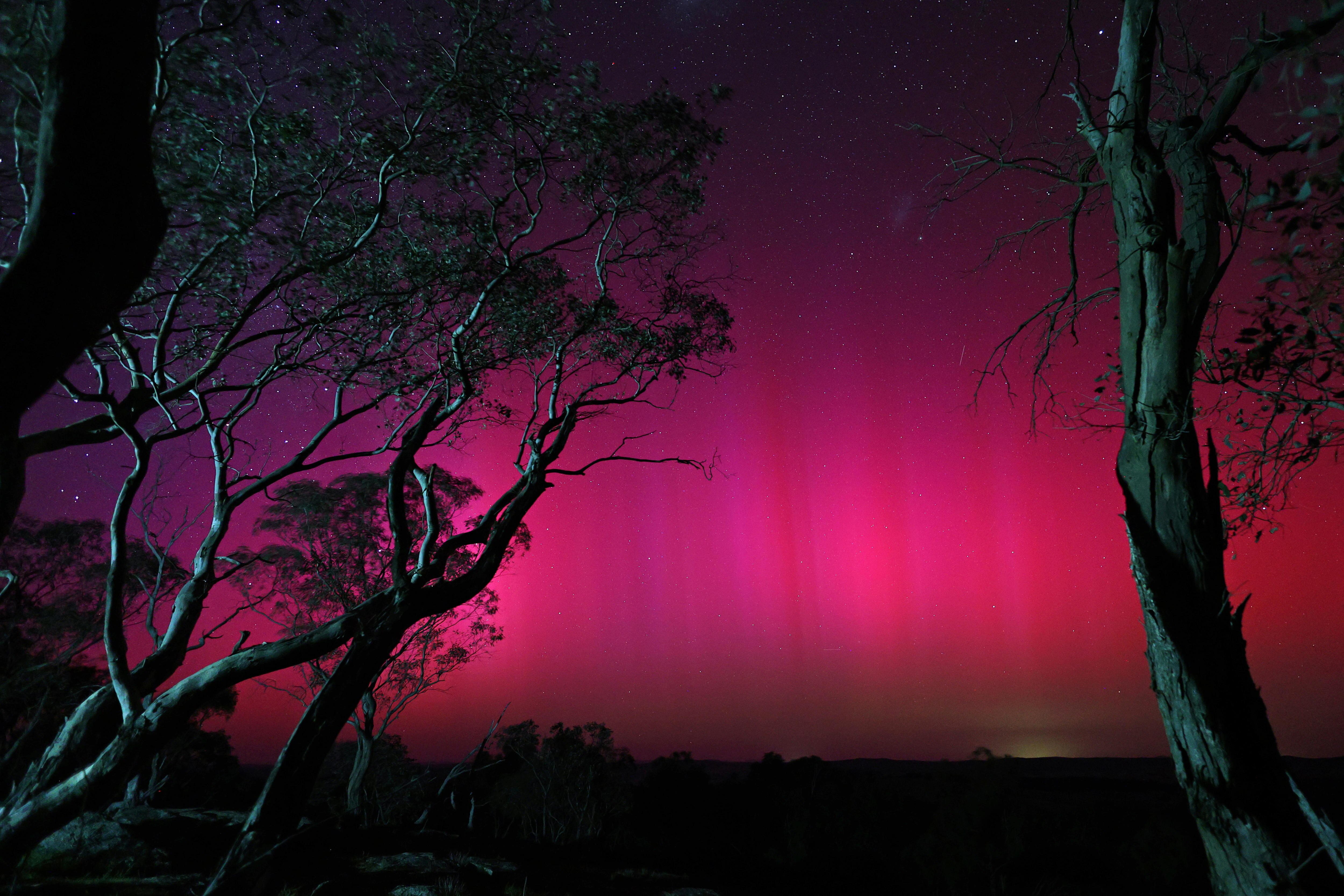 A pink and red aurora in the night sky with trees in the forefront