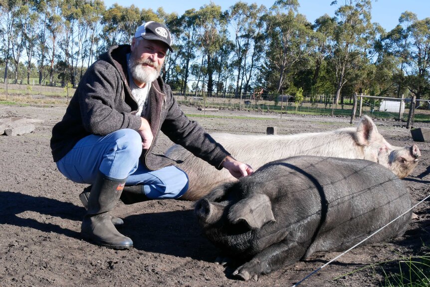 Ray Morwell kneeling next to a large black sow and a large white sow.