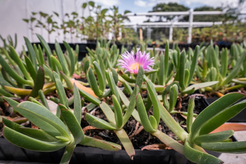 Small, fleshy plants with a pink flower.