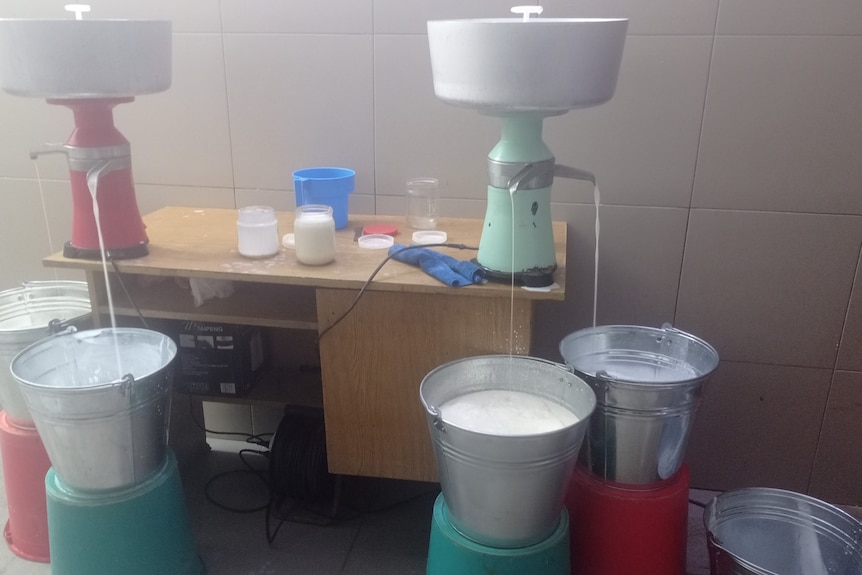 two churns sit on a table, pouring milk from two sprouts into steel buckets