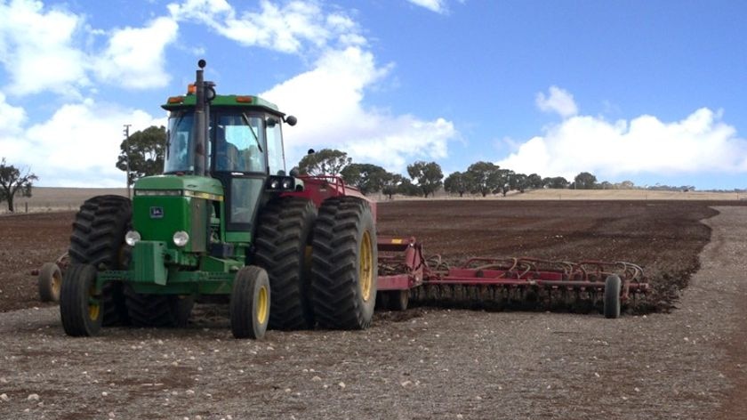 The tree produces an oil that can be extracted, filtered and used to power vehicles farm machinery (file photo)