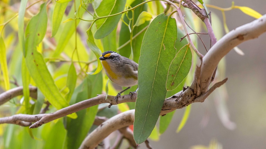 Tiny bird is smaller than the gum leaf  it hides behind, it has a tiny beak of an insect eater and thin toes gripping a branch.