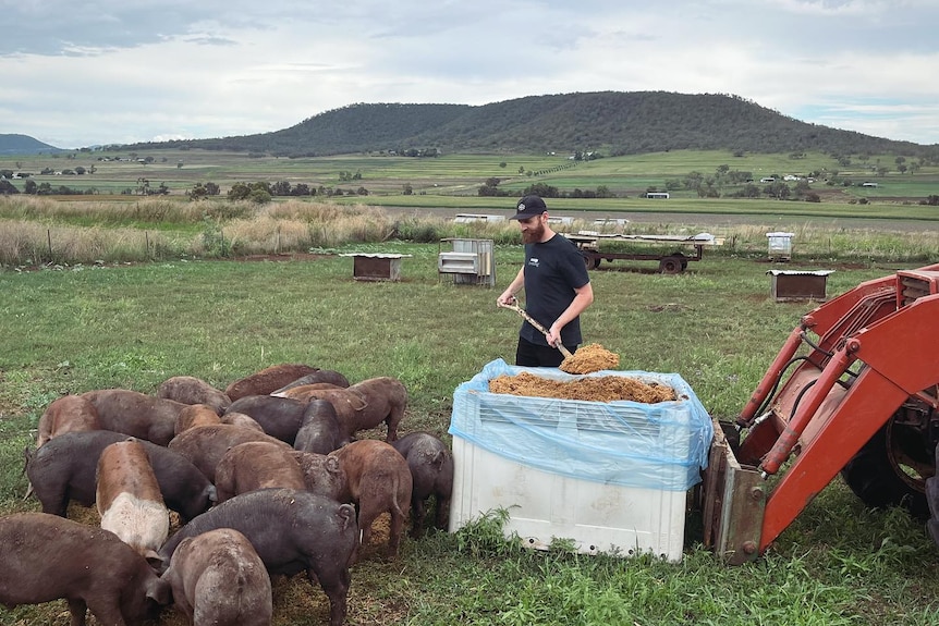A man shovels spent grain out of a big bin to pigs in a paddock.