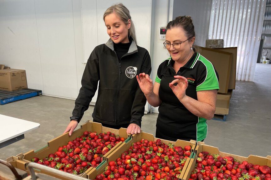Two women look over large trays of strawberries ready for processing.