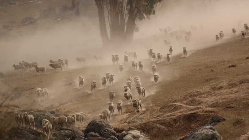 Sheep run through the dust.