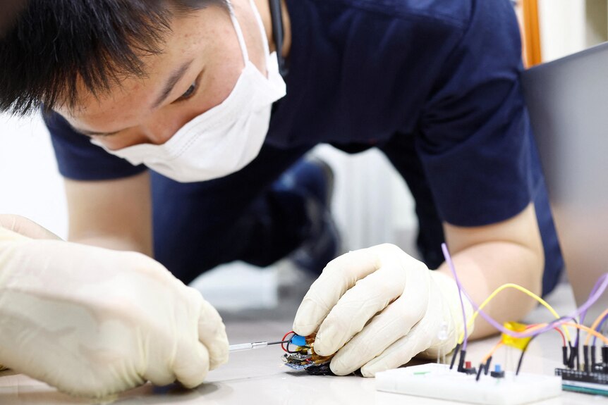 A man wearing gloves and a mask kneels to fix electronics fitted to the back of a large cockroach. 