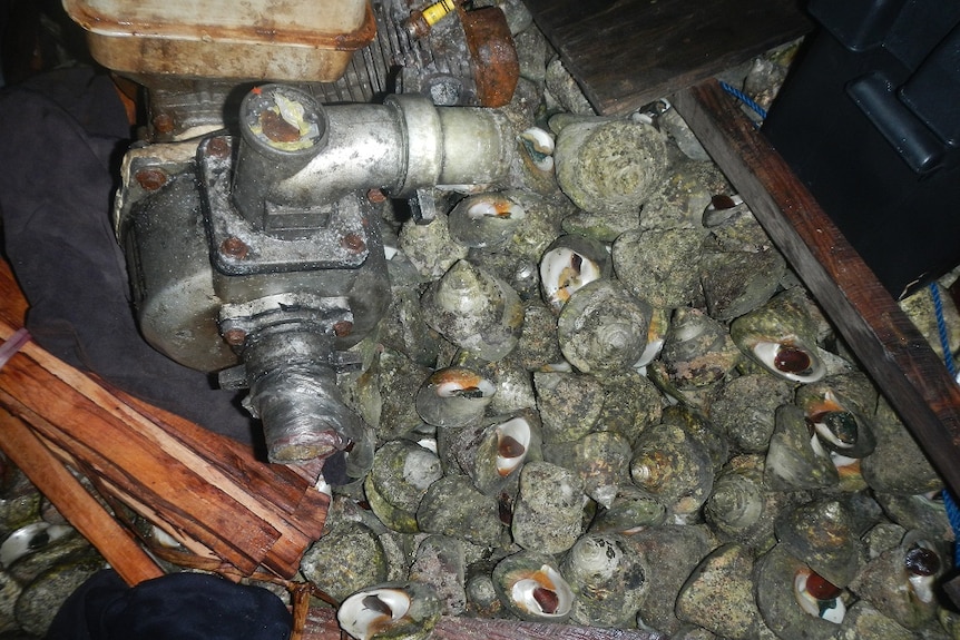 Sea snails caught by Indonesian fishermen