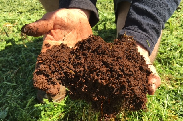 Man's hands holding large clump of healthy soil