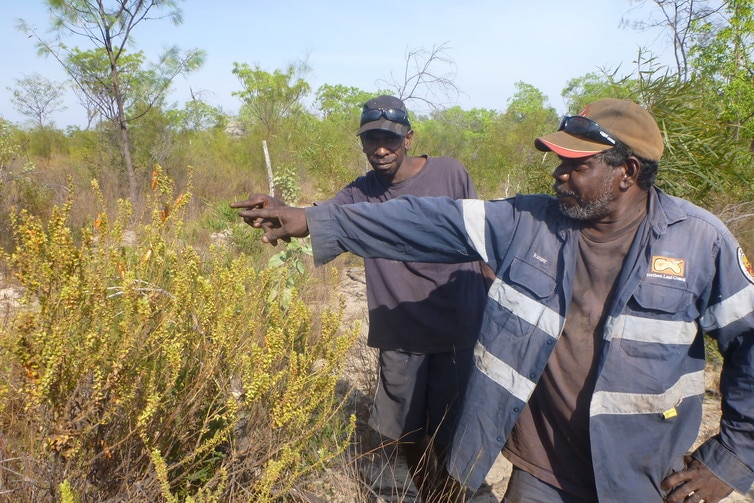 Two male rangers in the bush pointing to something