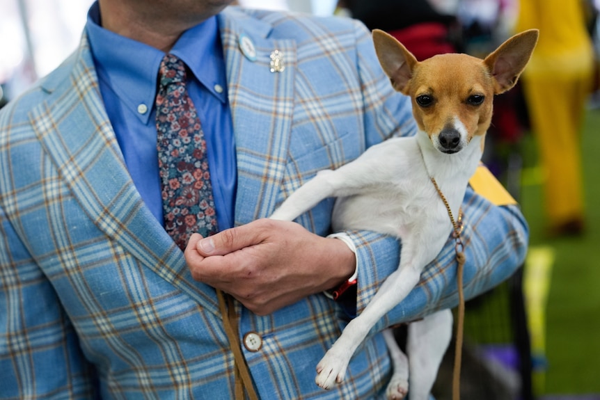 A small white and brown dog is being held by a man wearing a checkered light blue jacket with a flowered tie. 