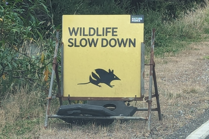 A yellow A-frame sign says 'wildlife slow down' and has a black image of a striped bandicoot