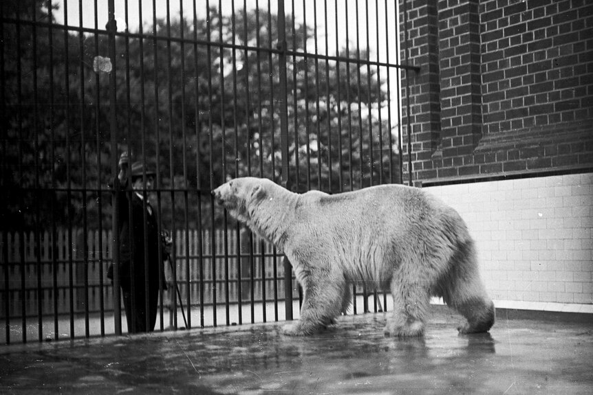 A polar bear in an Adelaide Zoological Gardens enclosure during the 1930s