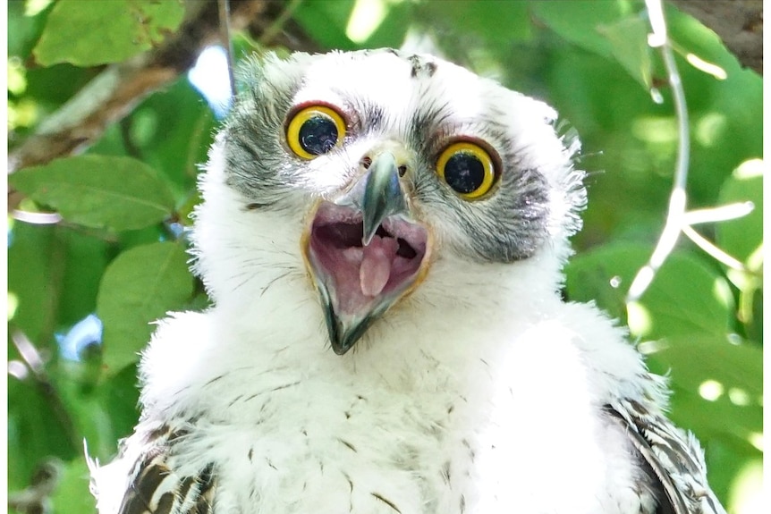 An owl chick, with white fluffy feathers, 