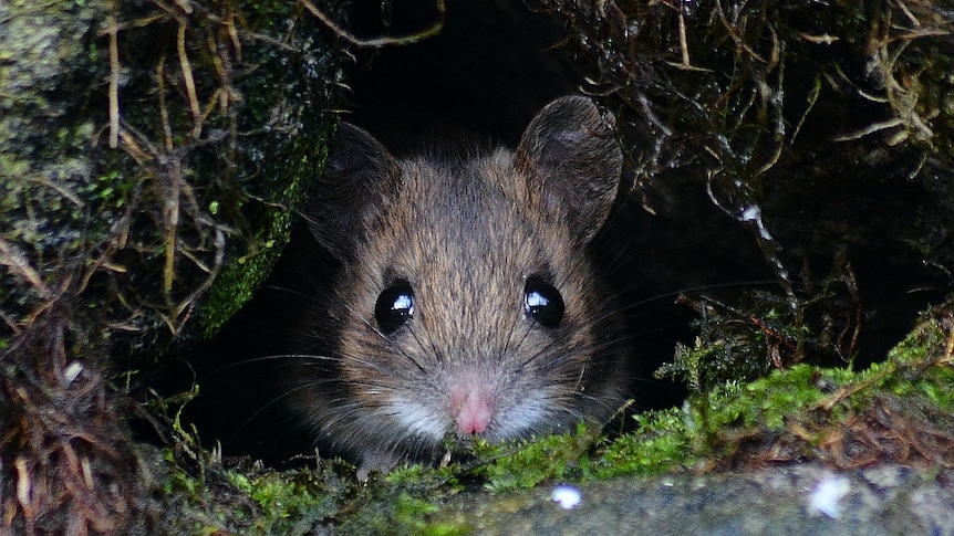 A mouse hiding in a wall.